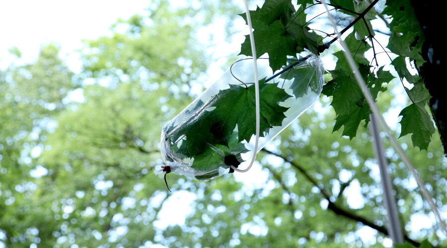 One Tree ID – Acer platanoides, detalj prikaza mjerenja lista, Muffathalle München, 2021.
© Agnes Meyer-Brandis